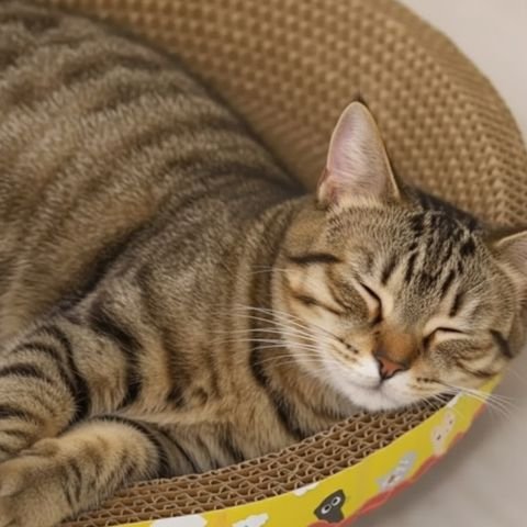 griffoir-en-carton-pour-chat-ovale-pratique