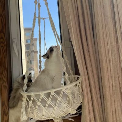 hamac-a-chat-chic