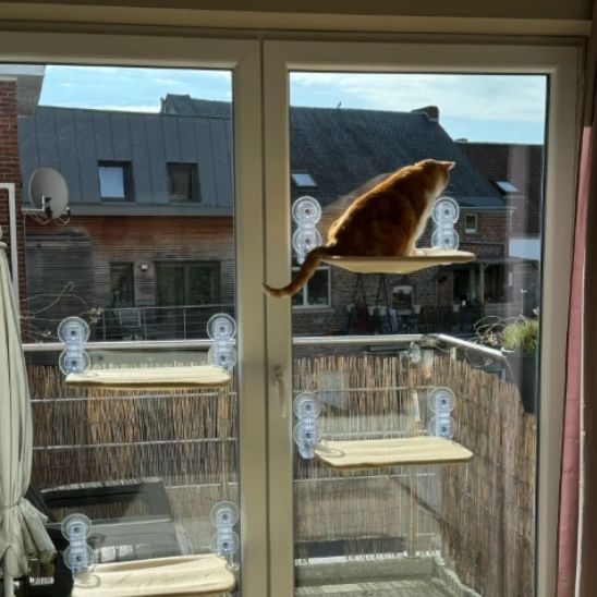 hamac-pour-chat-fenetre-observatoire