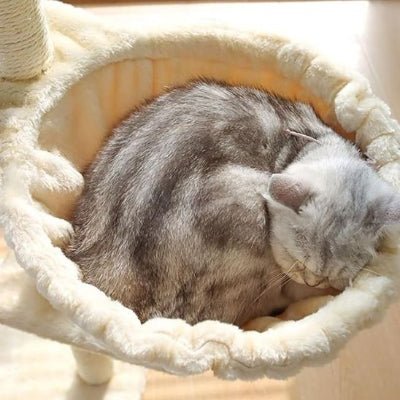 hamac-pour-chat-arbre-cocon