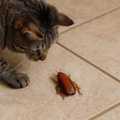 Jouet chat interactif | Intellifun - Patte à Chat