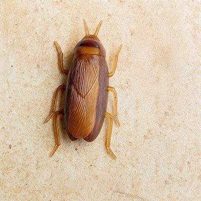 Jouet chat interactif - cafard