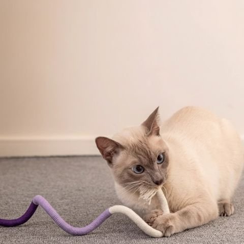 Jouet pour chat-corde-colore