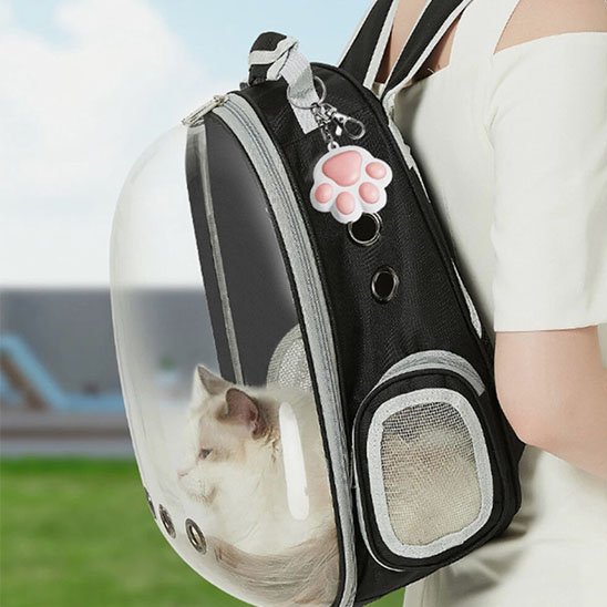 laser-pour-chat-patte-a-chat-mignon