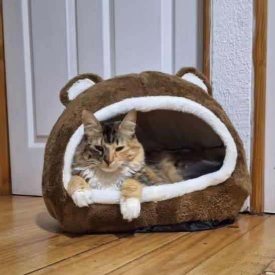Chat Choco Niche chat | Choco – Patte à Chat