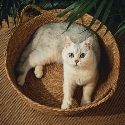 panier-en-osier-pour-chat-vannerie