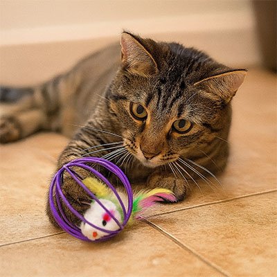 Cage sphérique jouet chat - structure fils métalliques et grelot