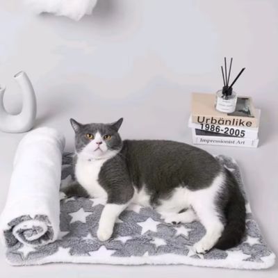 tapis-chat-gris-chaud
