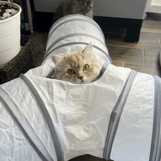 tunnel-chat-en-tissus-amusant