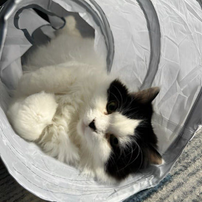 tunnel-chat-en-tissus-cachette