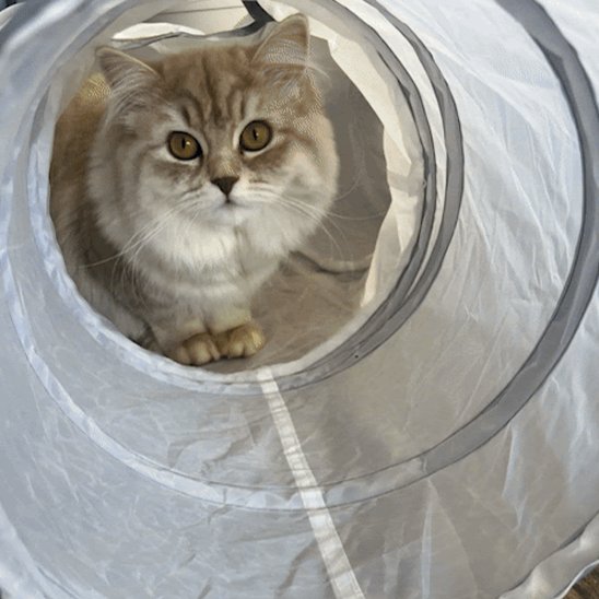 tunnel-chat-en-tissus-ludique